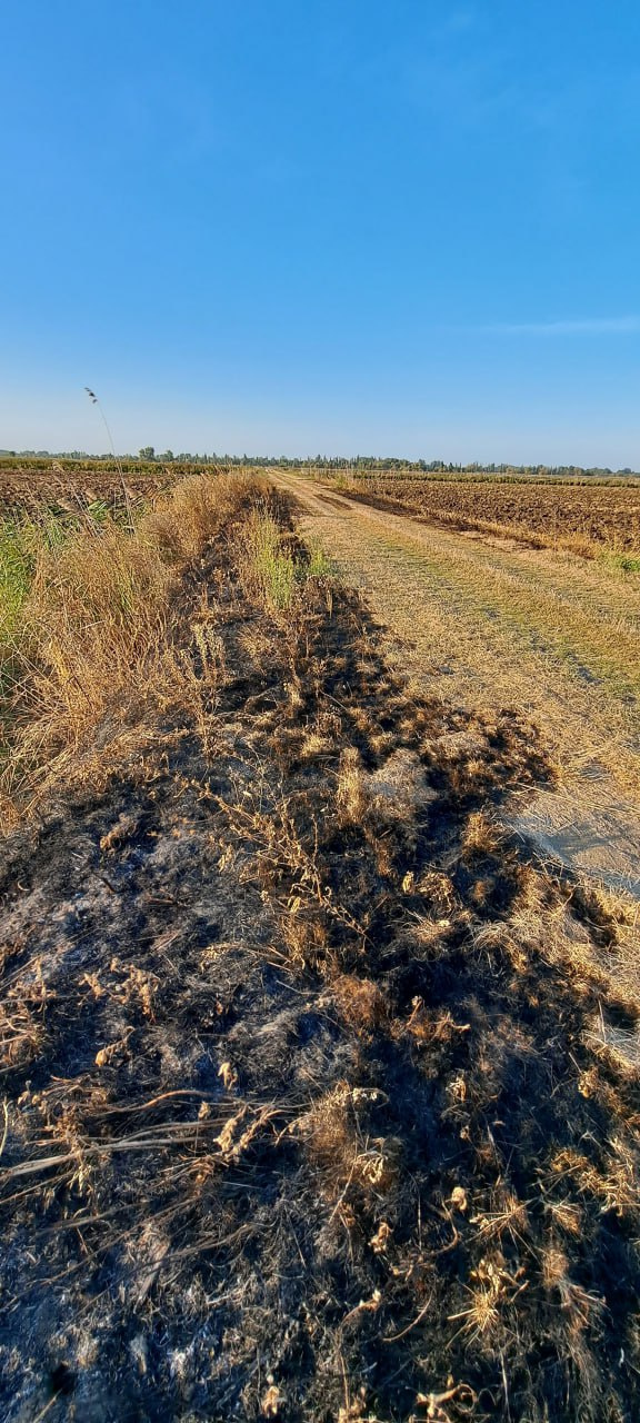 Пример незаконного выжигания сухой растительности между рисовыми чеками
