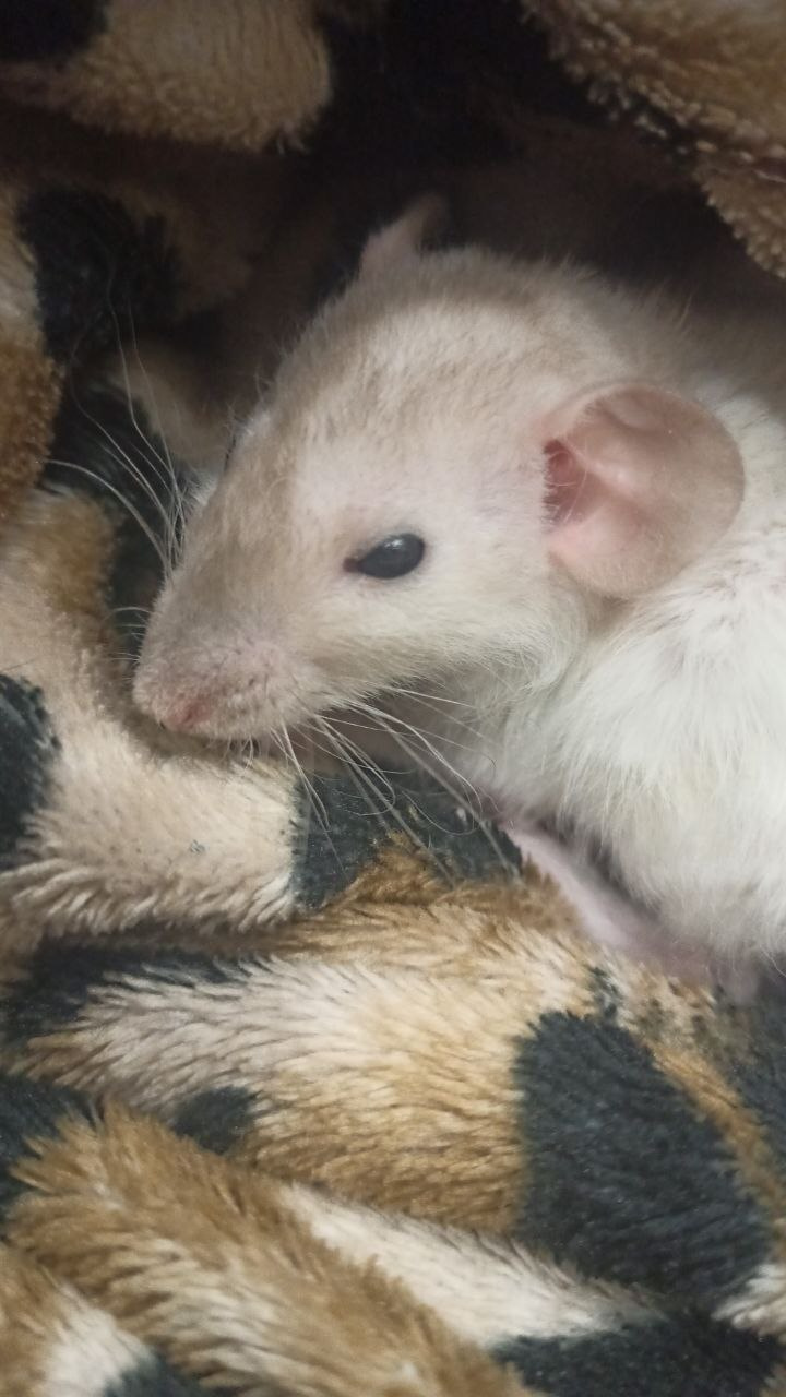 Бездомные собаки. Карикатуры на догхантеров. Собаку отравили догхантеры. Собаки которые убивали людей. Благовещенск приют остров спасения фото.