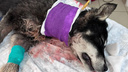 «Целиком в засохшей крови»: щенка нашли раненым перед Новым годом — волонтеры предполагают, что его резали
