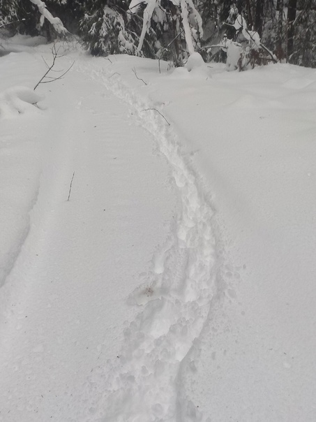 В Ленобласти на снегу заметили следы копыт и отпечатки пятачков. Рассказываем, кто это был