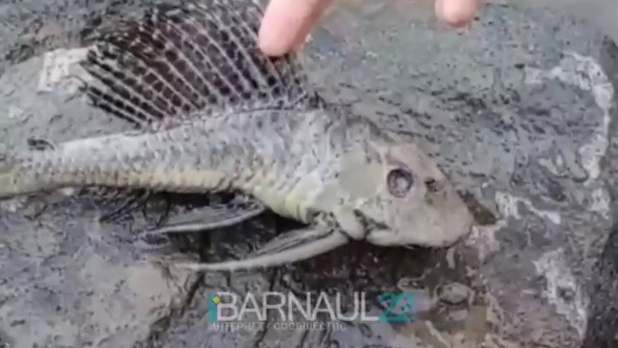 Барнаулец нашел в Оби странную рыбу: люди угадывают, кто это (фото)