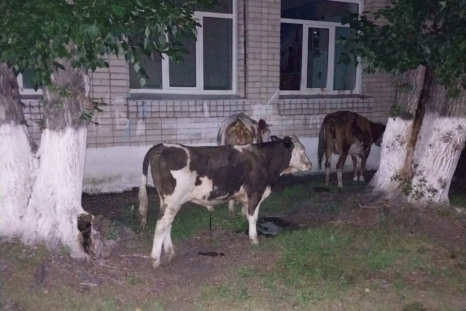 Корова в огороде