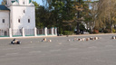 «Вся площадь в коробках и мусоре»: в центре Ярославля прошла ярмарка еды