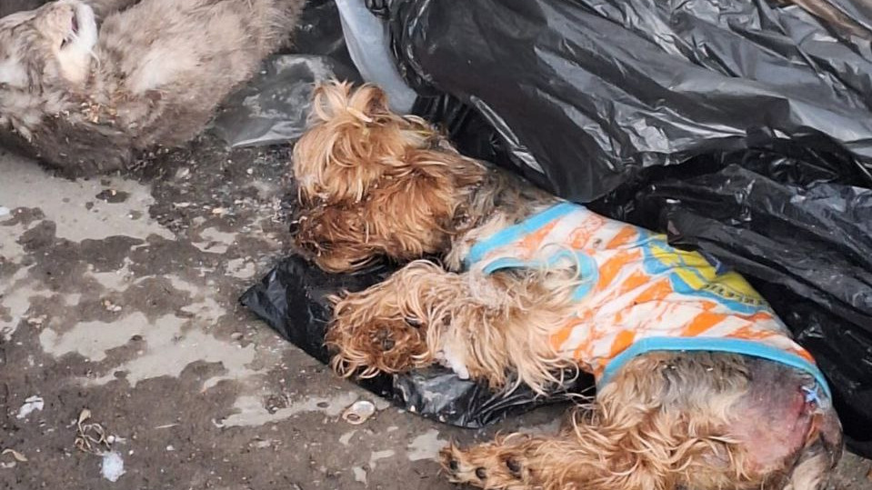 Стало известно, кто выкинул тела животных на мусорку в Омске