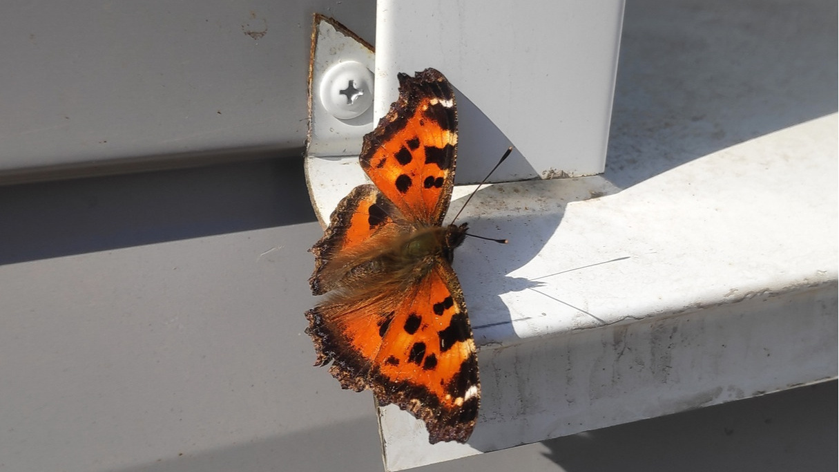 В Омске проснулись бабочки. Фотоподборка признаков наступившей весны