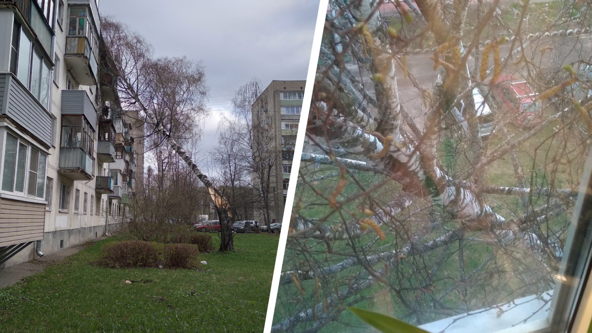«Упал столб, убило корову»: штормовой ветер в Ярославской области оборвал провода и повалил деревья