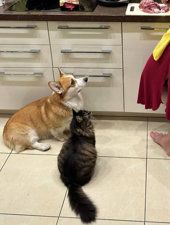 Собак с котами объединяет любовь к выпрашиванию еды Собак с котами объединяет любовь к выпрашиванию еды