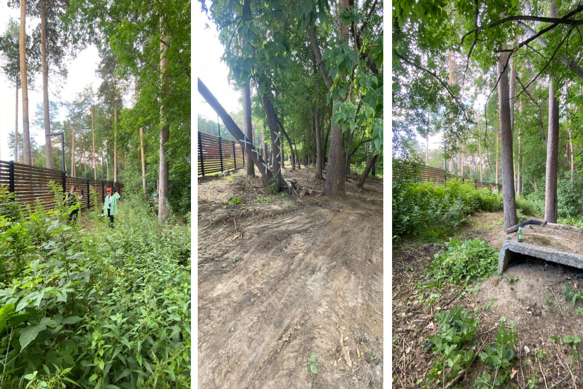 Светлана и жители ЖК «Сосновый бор» сами очищают лес от мусора