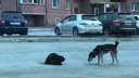 Бобер вышел к людям и сыграл в гляделки с собакой в новосибирском поселке — милое видео