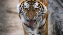 «За собаками пришел»: тигра, гуляющего около домов, заметили в селе Приморья