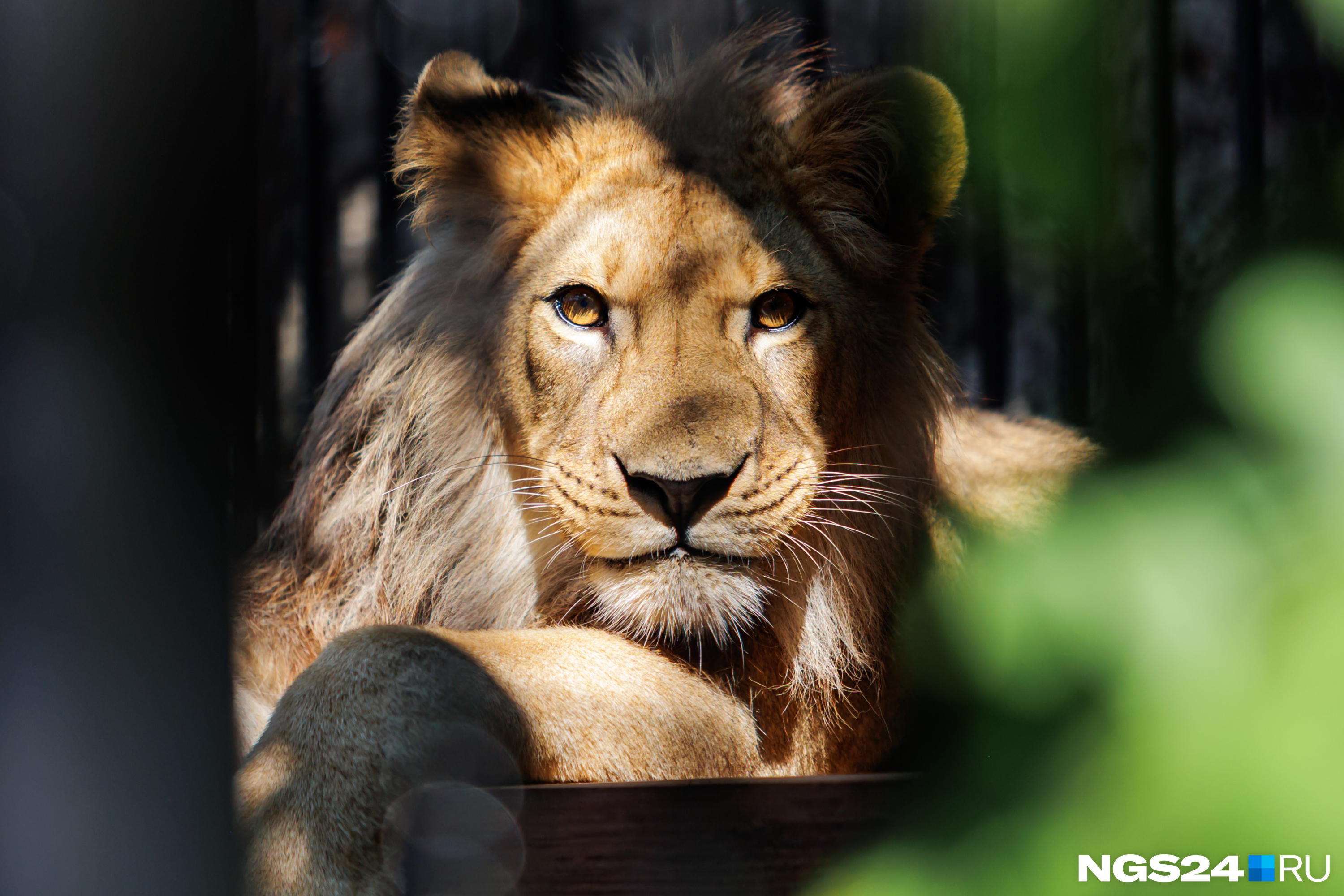 «Полюбил картонные коробки»: в красноярском зоопарке появился африканский лев. Завораживающие кадры хищника