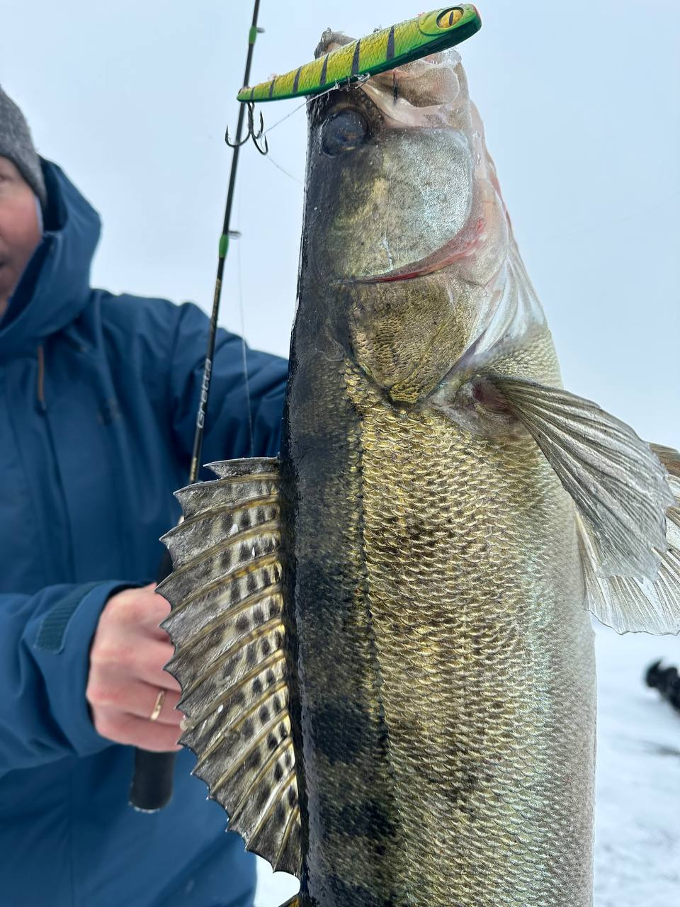 видеть во сне много рыбы. сом мегалодорас ирвина. нудлинг девушка. рыбак с удочкой. женщины на рыбалке.