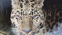 В челябинском зоопарке умер дальневосточный леопард