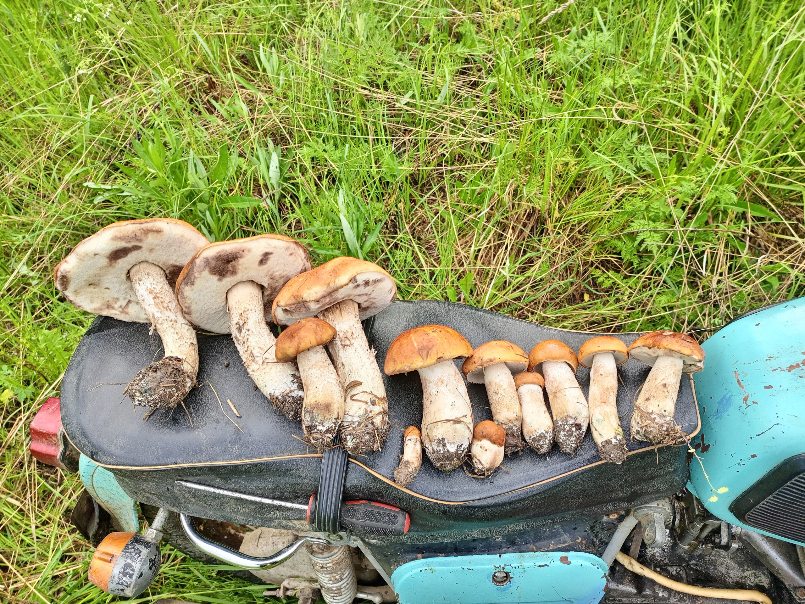 Эти грибы нашли в Даниловском районе