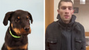 Вынесен приговор красноярцу, избивавшему собаку в Тихих Зорях