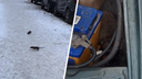«Еле выгнали»: двор в центре Архангельска облюбовали крысы — северяне сняли это на видео