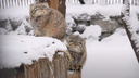 Мама научила: подросшие котята манула Евы ставят лапки на хвост — забавное видео из Новосибирского зоопарка