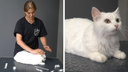 Ковер из кошачьей шерсти: лайфхаки грумера, которые спасут ваш дом и одежду от линяющего кота