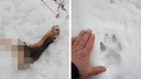 В Архангельской области волки съели двух собак — животные погибли под Шенкурском