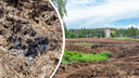 «Везде мертвые птицы»: ярославцы обнаружили поляну с черной жижей недалеко от жилых домов