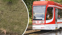 Потряс причиндалами: на Ново-Садовой голый мужчина бегал по трамвайным рельсам и газону (видео)