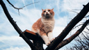 Весна пришла — они прилетели: фотограф показал приключения рыжего кота в весеннем Волгограде
