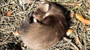«Полквартиры разнесет в прах»: сибирячка выхаживает маленькую куницу — она готовит ей крысятину на бульоне
