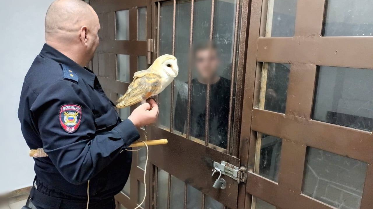 Фотографа, мучившего сову в Сочи, задержали, но помочь птице ничем не могут