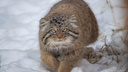 Встречаем весну: как животные в новосибирском зоопарке проводят первые теплые дни — фоторепортаж