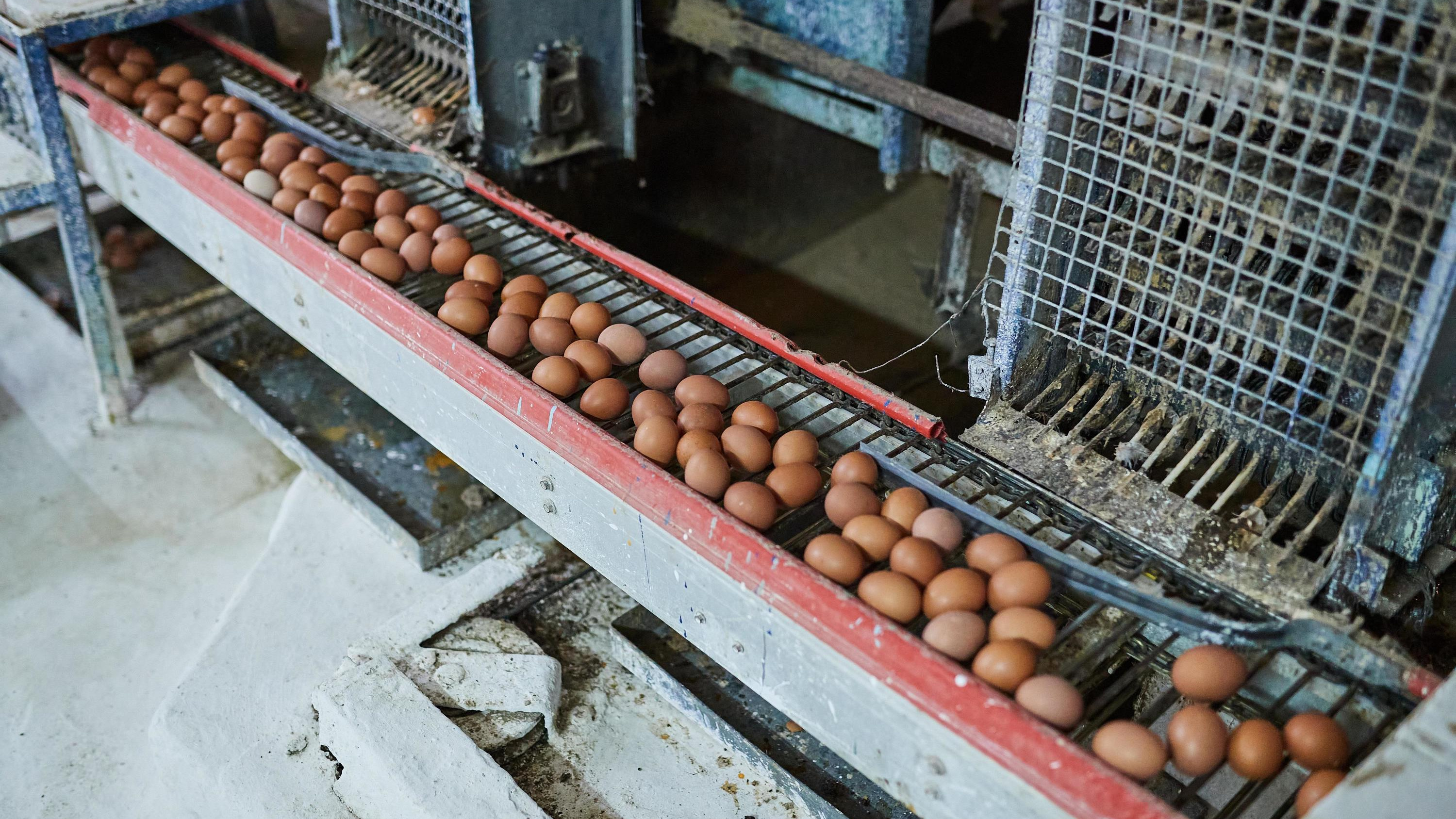 «Затоваривание на складах»: яйца из Новосибирской области уедут в Монголию