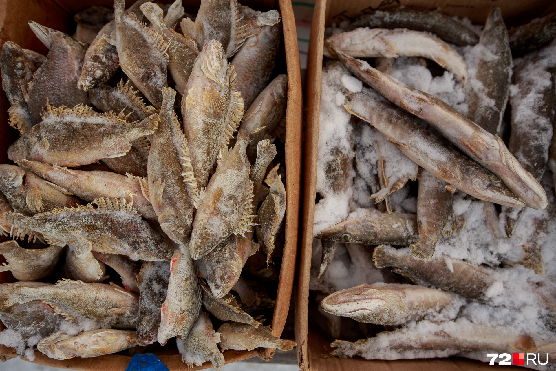Есть рыба, которую местные закупают в Тобольске — там ее ловят и коптят. Некоторые ловят рыбу здесь же, в Заболотье