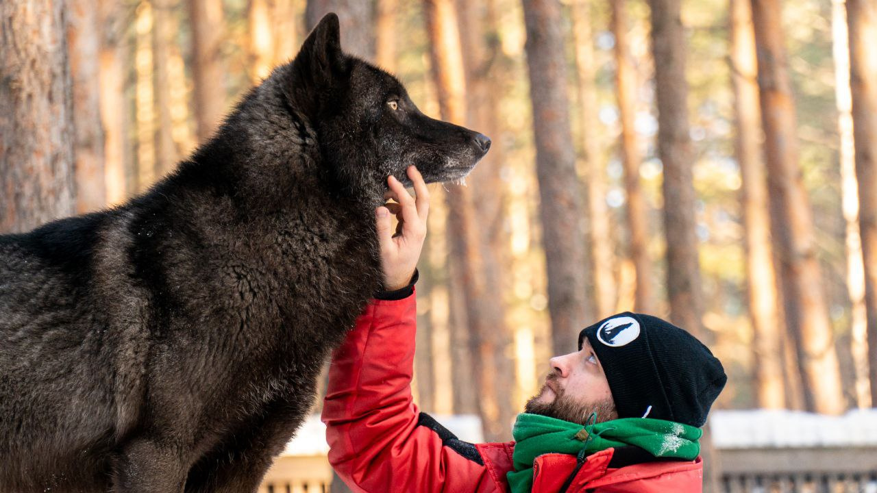 «Тут нет права на ошибку». Екатеринбуржец стал приемным папой для волков и медведей: видео