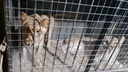 Россельхознадзор нашел нарушения в содержании львиц в вагончике под Челябинском