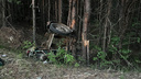 Физика и толстое дерево убили мотоциклиста в Томской области