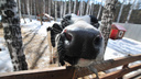 В Ростовской области построят молочную ферму за два миллиарда рублей