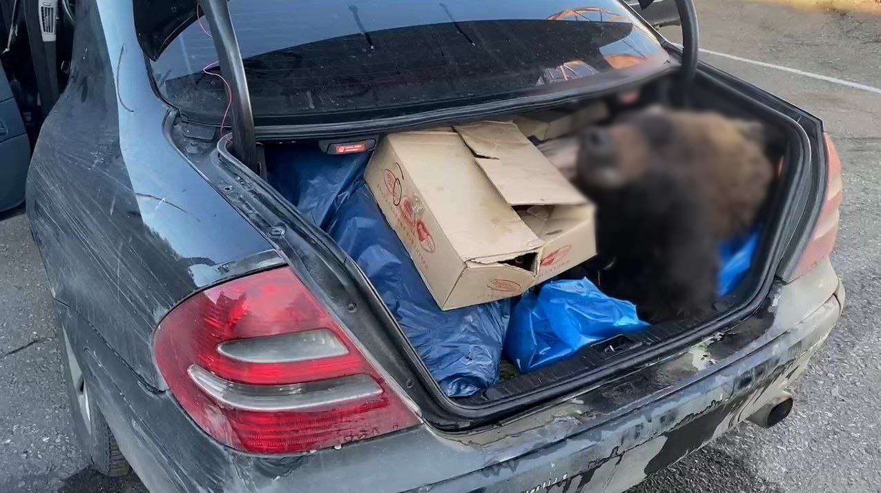 Житель Казахстана пытался вывезти медведя из России в багажнике авто