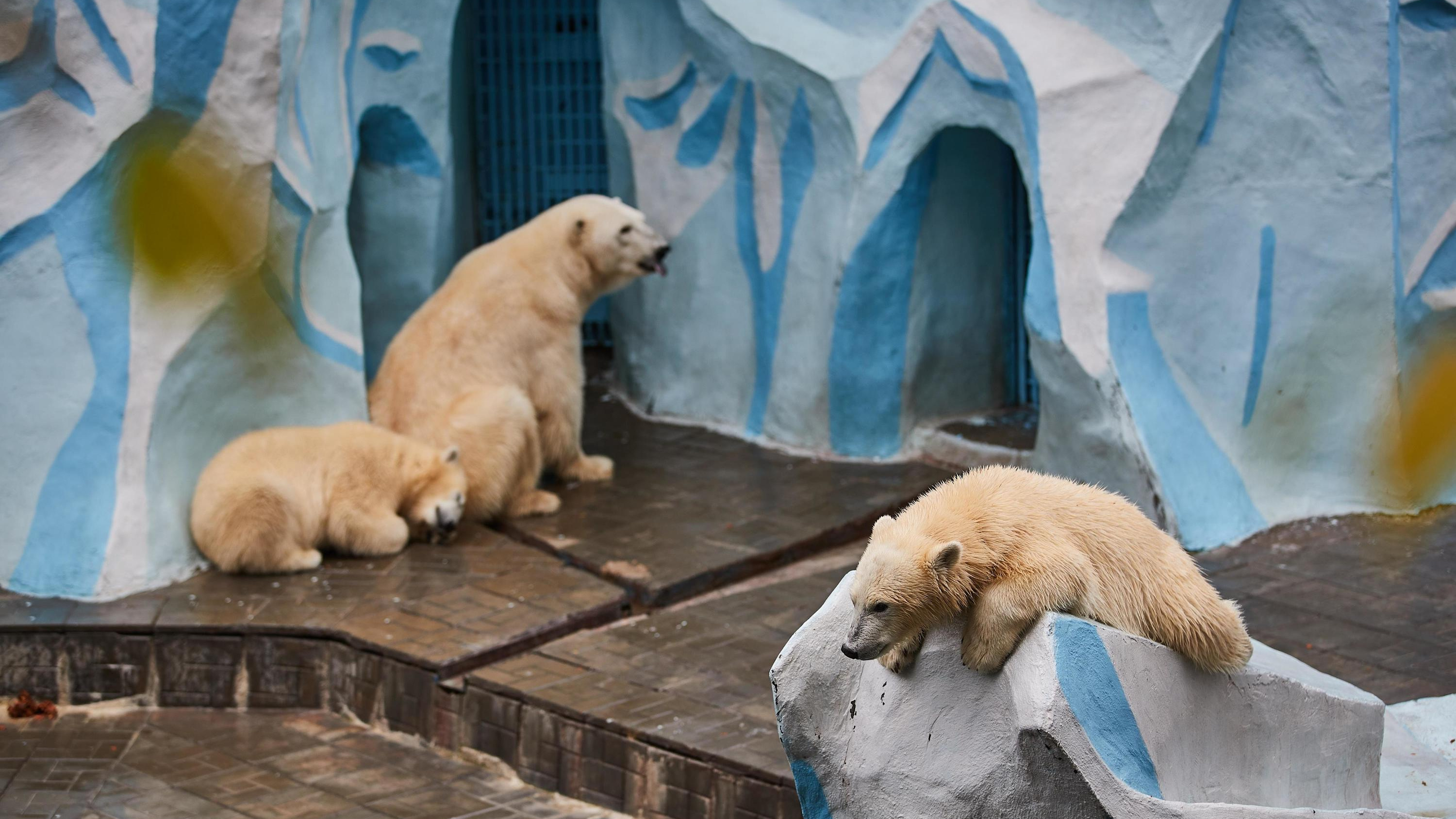 Собираемся смотреть на животных: зоопарк Новосибирска увеличил время работы — график