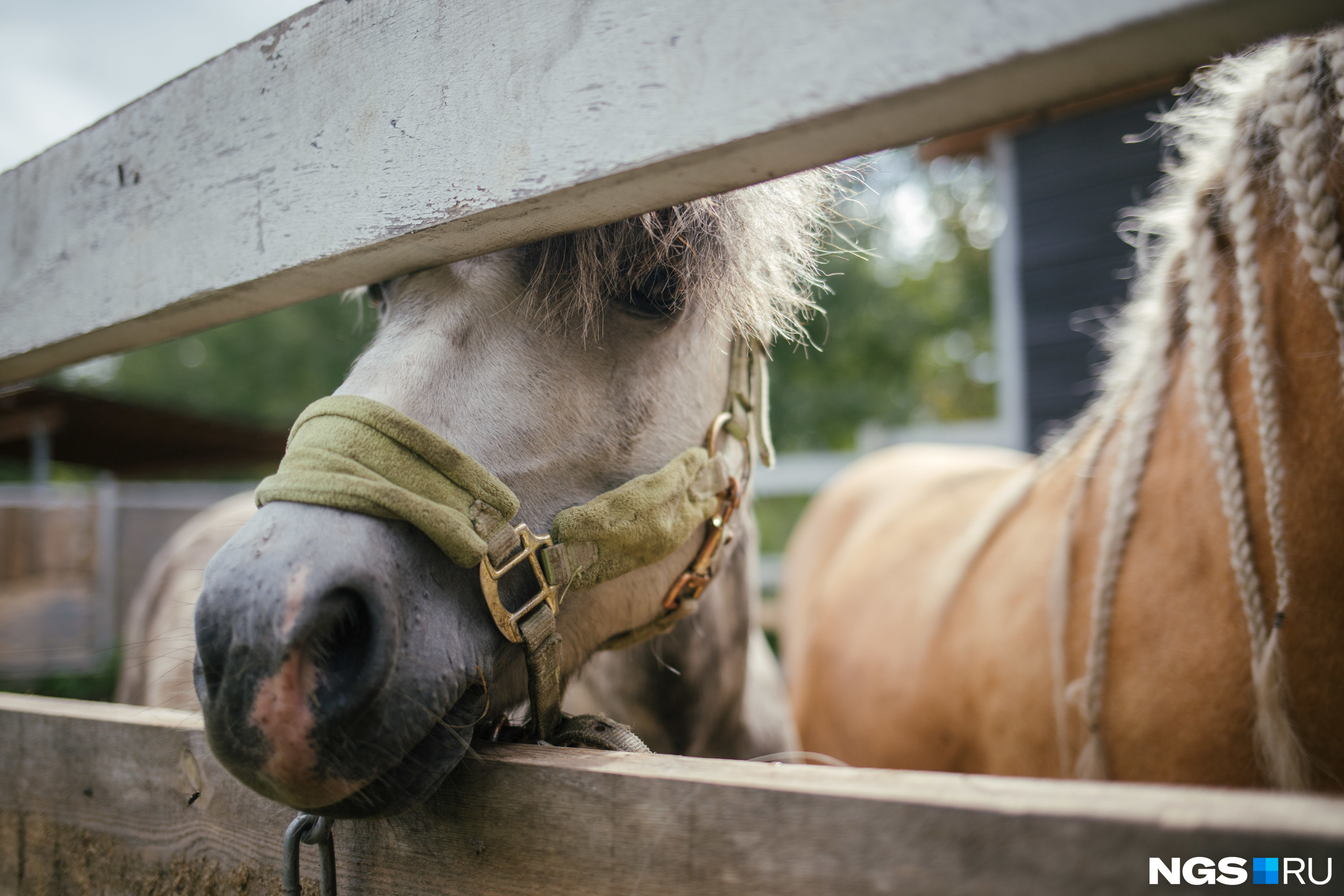 Яна уверена — общение с лошадьми оказывает терапевтический эффект