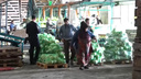 В пригороде Челябинска проверили овощную базу с мигрантами. Видео