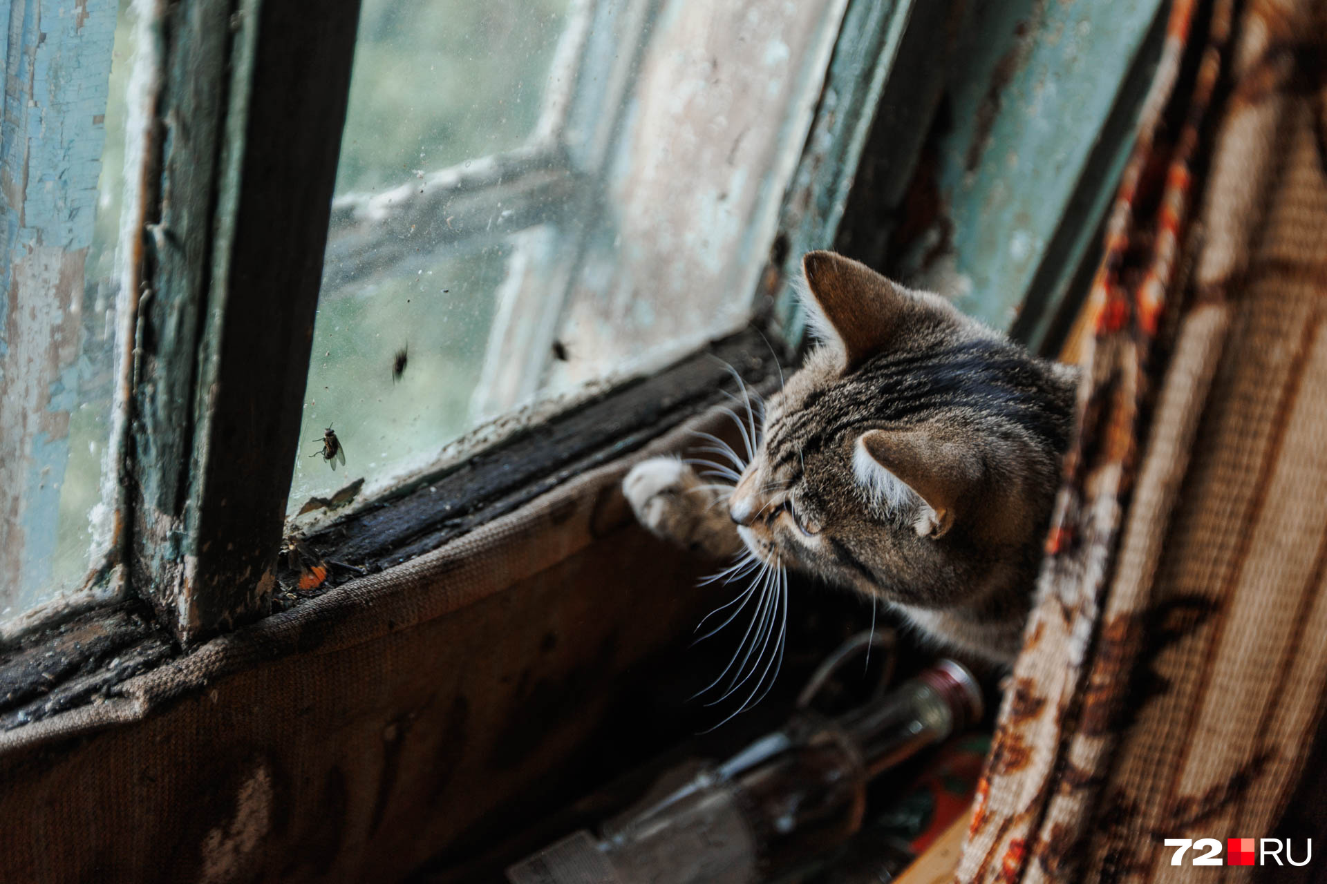 Кошкам в доме живется хорошо. Они сыты и заняты — могут гонять мух на окне