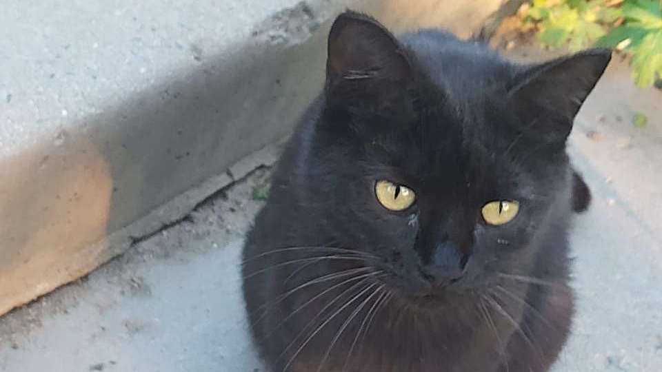 Дворовую кошку жестоко убили во Владивостоке — ее нашли с разодранным животом