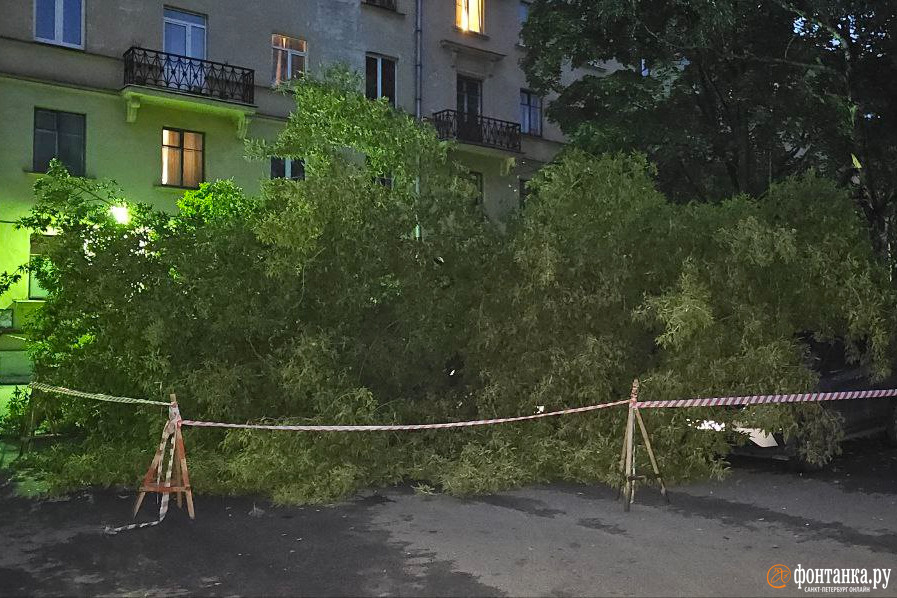На улице Савушкина дерево рухнуло на три автомобиля