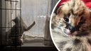 В Новосибирске выставили на продажу кошку саванну за 300 тысяч: разбираемся, что это за порода