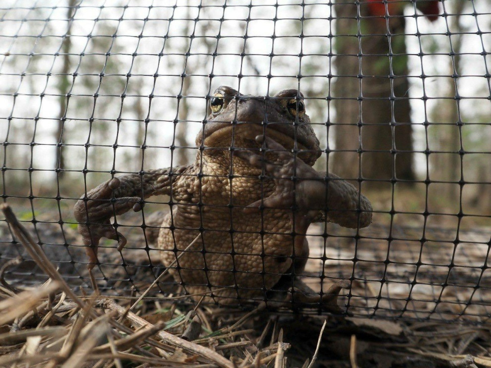 В Петербурге требуются волонтеры, чтобы перенести через дорогу тысячи жаб