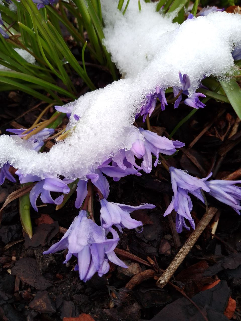 Первоцветы Ботанического сада припорошил снежок