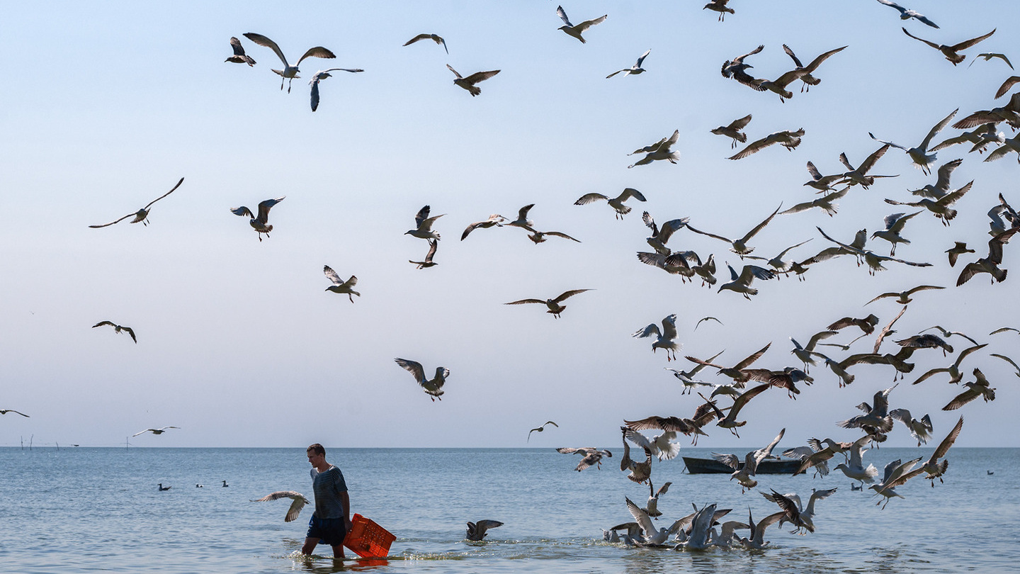 Опасные паразиты грозят кубанцам из-за повышения солености Азовского моря