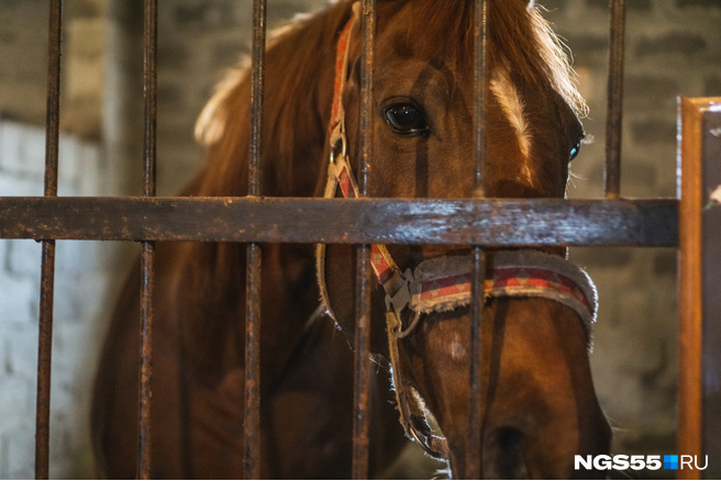 Половину лошадей госконюшни в Чите удалось сохранить после вспышки сапа