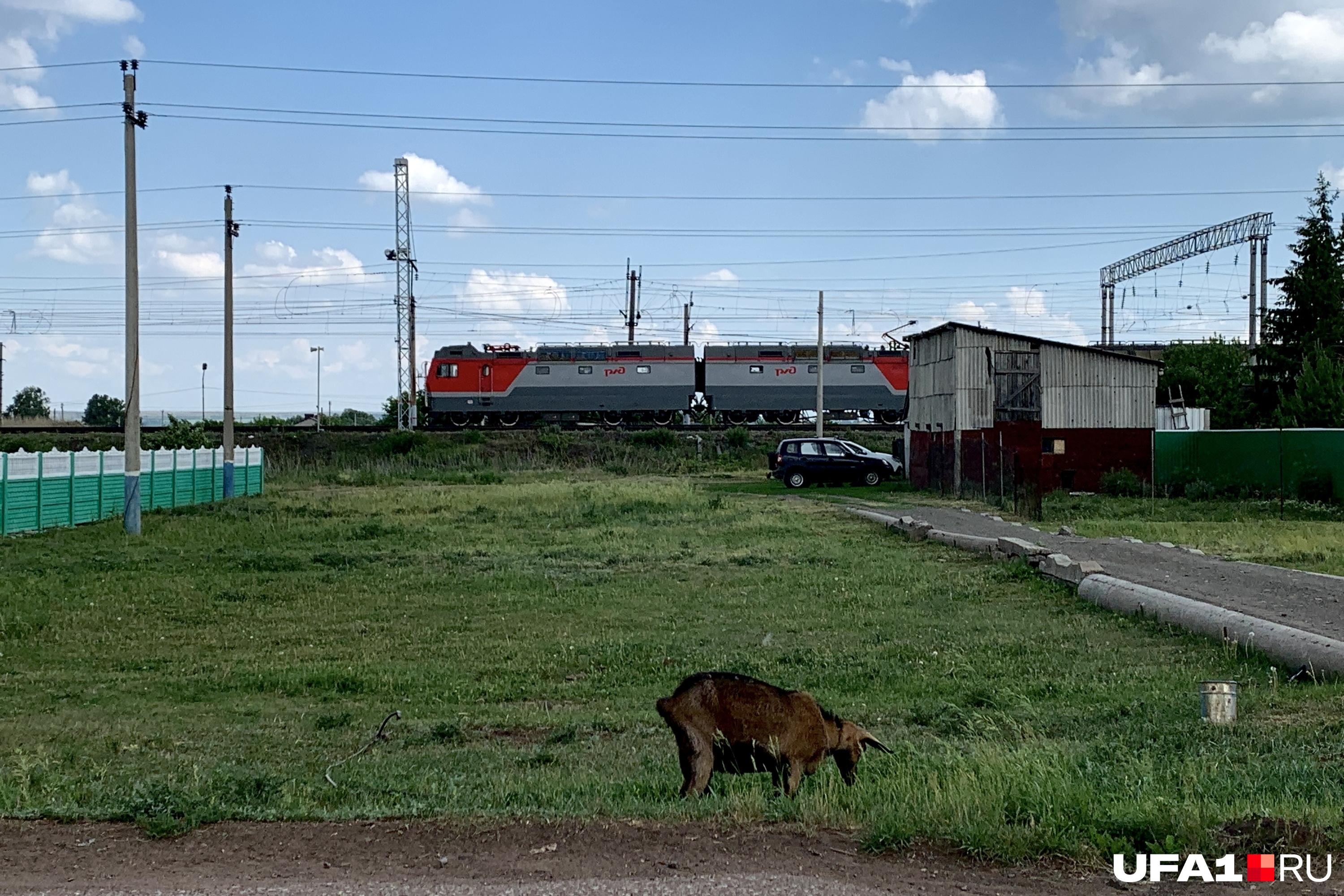 Звери уфа 2023