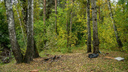 Подросток погиб от удара молнии в Новосибирской области: он прятался под деревом от грозы