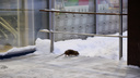 Узнайте, когда в вашем подвале начнут травить крыс: график дератизации в округах Архангельска